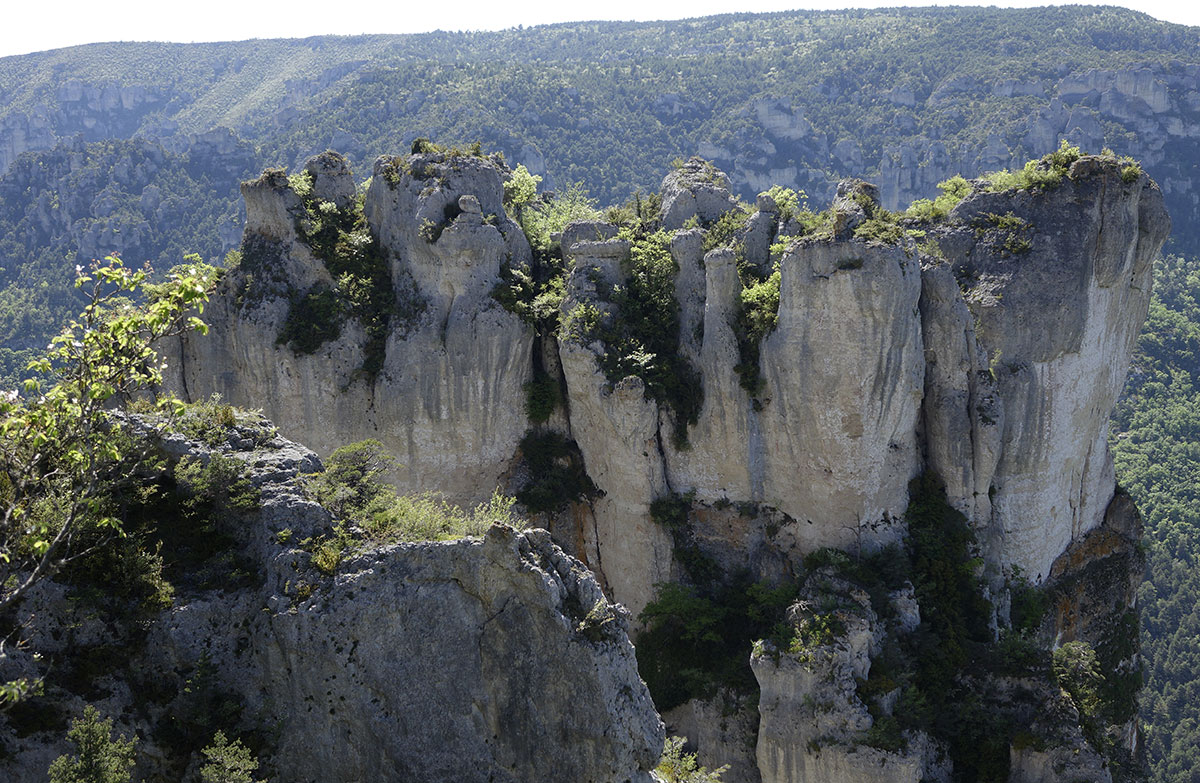 Cinglegros