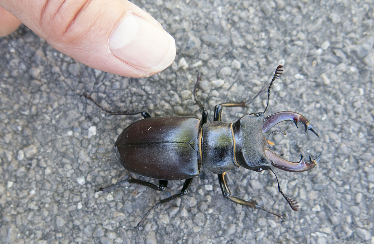 Käfer