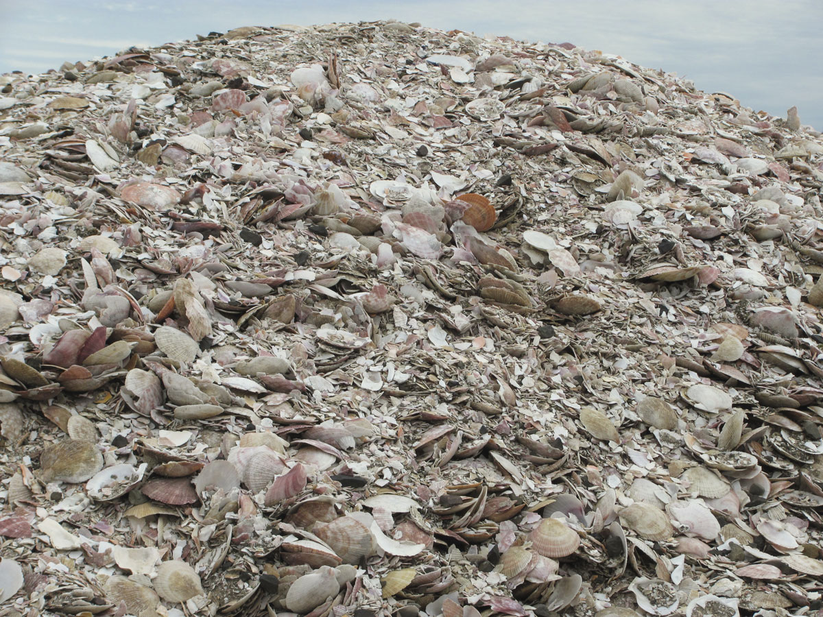 Muscheln
