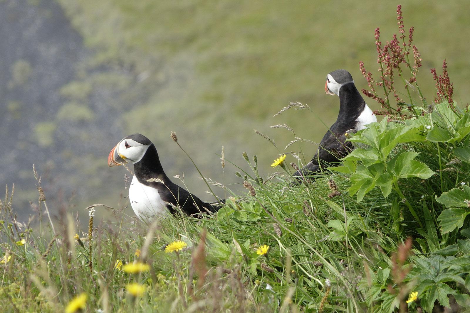 Puffin