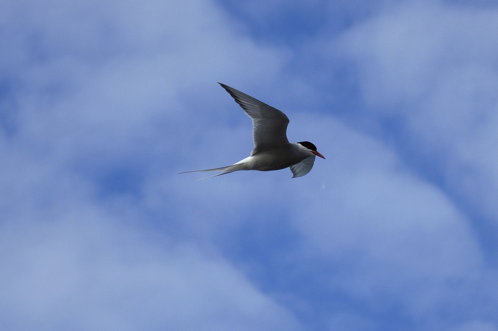 Vogelangriff